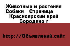 Животные и растения Собаки - Страница 11 . Красноярский край,Бородино г.